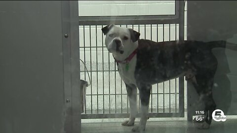 Declining adoption numbers impact local animal shelters