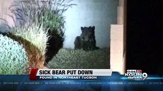 Bear spotted on the northeast side put done