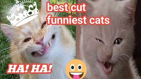 Funniest Animals 2023 - Funniest Cats and Dogs Episode-5