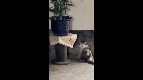 Cute Cats in Action: Funny & Hilarious Moments 😻 | Must-See! 🤣 #cat #catshorts #shorts