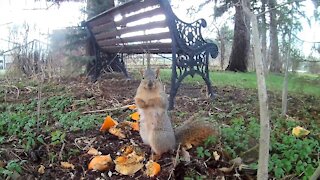 Pumpkin Squirrel