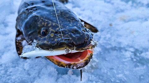 BURBOT Catch, Clean, and Cook (UGLY FISH)