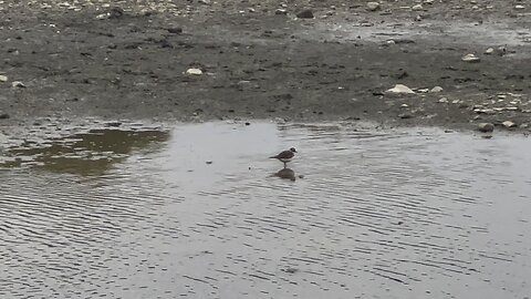 Killdeer bird feeding on the Humber River