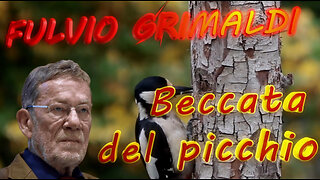 Beccata del picchio - 5° Puntata