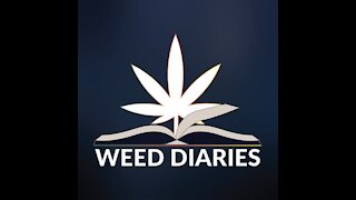 2020 Weed Diary - Day 5 - Start of High Frequency Fertigation