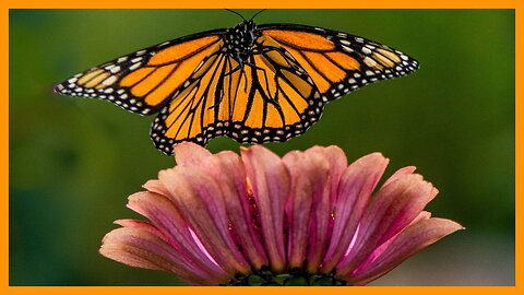 Nature's Magic | From Caterpillar to Monarch Butterfly