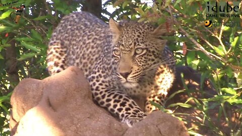 Scotia Female Leopard - Year 2, Becoming Independent - 11: Eating Grass