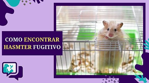 Onde os HAMSTERS Gostam de SE ESCONDER? E Como Encontrar um HAMSTER FUGITIVO