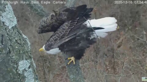 Hays Eagles Dad stretches, turns, flys, closeup 2020 12 16 736am