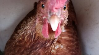 The Dinosaurs want out now! #chicken #eggs #chickens #freerange #animals #farm #homestead