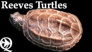 Reeves Turtle Setup