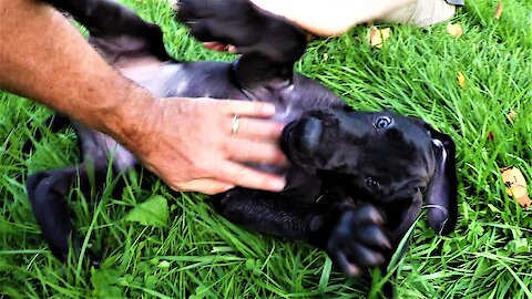 Great Dane puppies get sweet tummy rubs