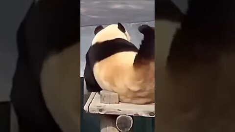 Panda 🐼|| Short