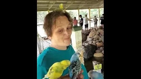 Hand Feeding 1,000's Of Parakeets At The Wildwood Wildlife Park Zoo & Safari! | Jason Asselin