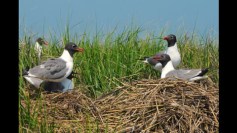 Huguenot Island Park, Laughing Gull Nesting Colony, walk in dunes.