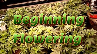 Week 7 Auto Flower Grow (Beginning Flowering) [Fox Farm, Mephisto, Ethos]