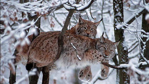 Bobcat Hunting in Winter | Planet Earth II | BBC Earth