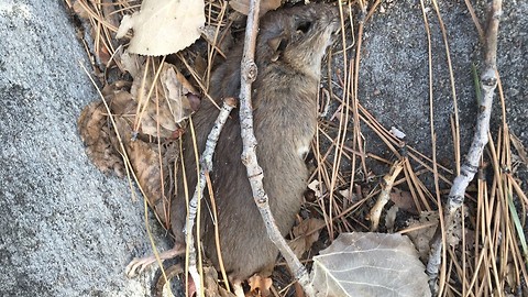 Destructive rat infestation in Denver apartment complex