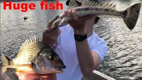 Fishing FLATHEAD & BREAM & Channel QnA