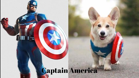 Dogs As Super Heroes