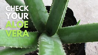 Check Your Aloe vera Plant