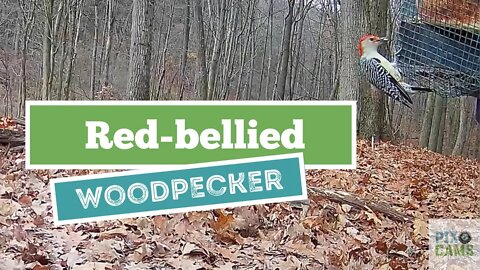 Red -bellied Woodpecker Wildlife Cam 2