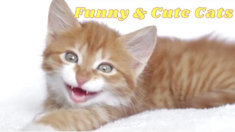 funny cat videos | cute cat videos| cute animals funny cats #cutecat #funnycat #cuteanimals