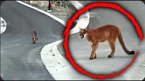 Massive Cougar Spotted Strolling Through Neighborhood