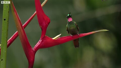 The Delightful Dance of Hummingbirds - The Wild Place - Relax with Nature - BBC Earth