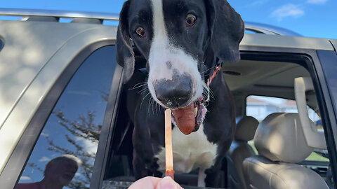 Great Dane gets a surprise eating her first corn dog