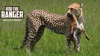 Cheetah With Newborn Gazelle | Maasai Mara Safari | Zebra Plains