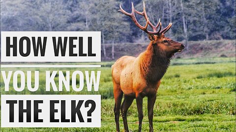 Elk (Wapiti) || Description, Characteristics and Facts!