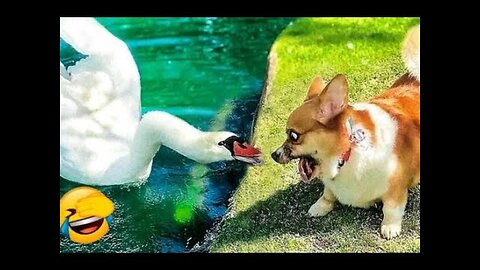 Best Funny Animal Videos 2024 🐶 Funniest Dogs And Cats Video