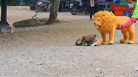 Troll Prank Dog Funny & fake Lion and Fake Tiger Prank To dog & Huge Box Prank to dog