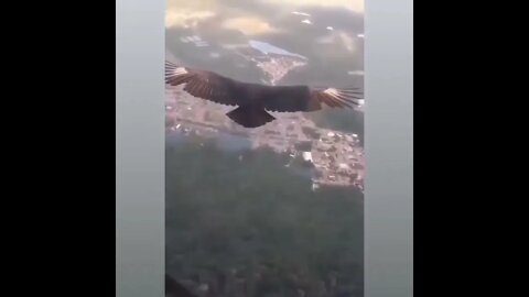 EAGLES FLY ALONE WITH JESUS