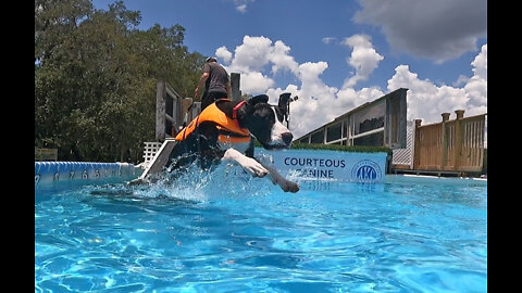 Happy Great Dane Leaps Into To Pool On Her Second Swimming Lesson
