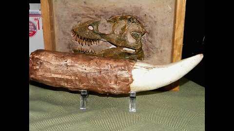 Tyrannosaurus Rex Fossil Tooth Replica 12 Inches Long Resin Model