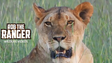 Lionesses Getting Ready To Stalk | Maasai Mara Safari | Zebra Plains