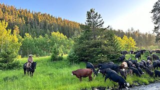 Why Cattle Roundups are like Hide and Seek! ( MONTANA ROUNDUP! )