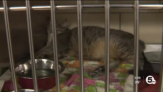 Inflation, evictions, abandonment leading to animal overload in Stark County