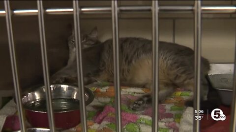 Inflation, evictions, abandonment leading to animal overload in Stark County