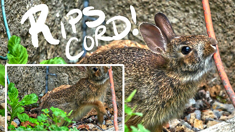 Wild Bunny Rabbit Tries Unplugging Extension Cord by Jumping With it in its Mouth