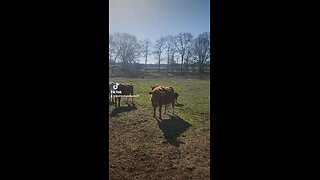 Happy cows and calves.