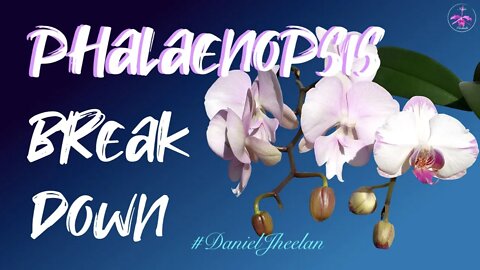 Why Phalaenopsis Complex Hybrids are HARD to get to grow EASIly | A deep dive chat #phalaenopsis