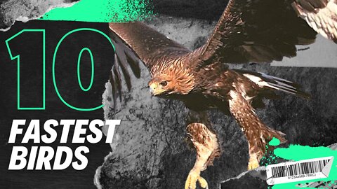 Top 10 High Flying Fastest Birds In The World