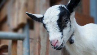 How to Make Goat's Milk Palatable