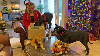 Excited Great Danes & Cat Love Opening & Playing With Christmas Gifts