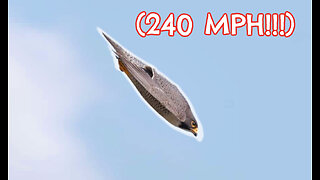 Top 5 FASTEST Birds (240mph) on the PLANET