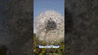 Macro photography of a dandelion