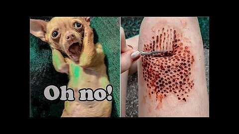 Funniest Videos 2022😂Funny Cats🐱and Dogs😺Part #2 || @funny cat and dog